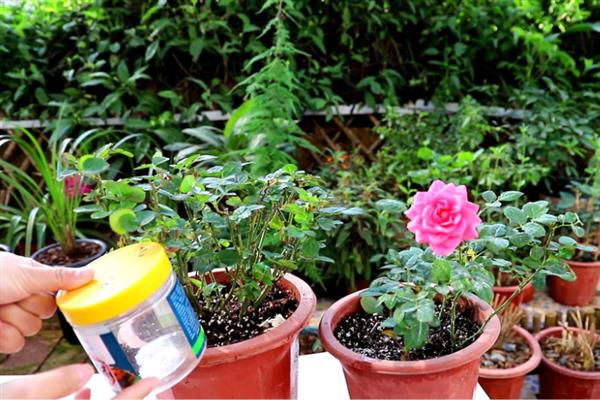 怎么养殖月季花，在生育期内每个月追肥3次左右