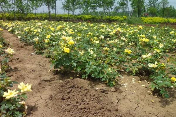怎么养殖月季花，在生育期内每个月追肥3次左右