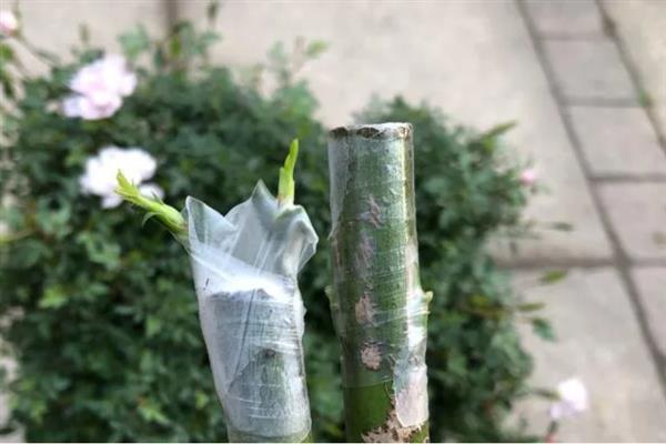 怎么养殖月季花，在生育期内每个月追肥3次左右