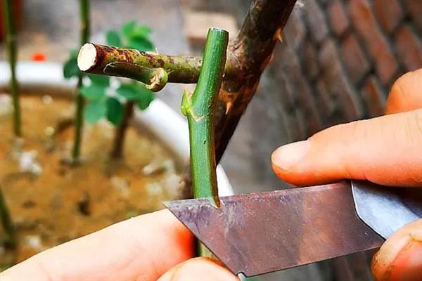 怎么养殖月季花，在生育期内每个月追肥3次左右