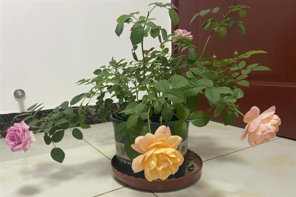 怎么养殖月季花，在生育期内每个月追肥3次左右