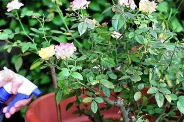 怎么养殖月季花，在生育期内每个月追肥3次左右