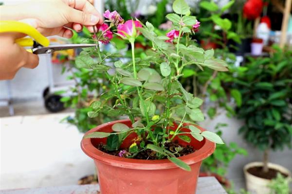 怎么养殖月季花，在生育期内每个月追肥3次左右