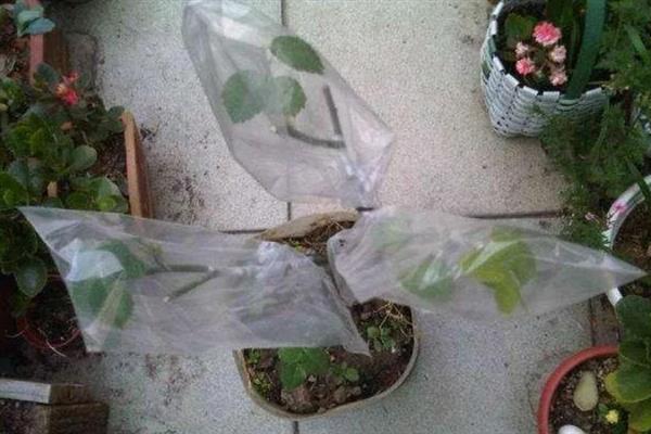 怎么养殖月季花，在生育期内每个月追肥3次左右