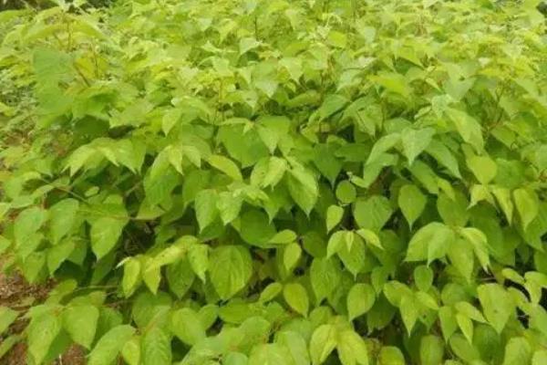 拐枣树的种植方法，栽培初期每个季节追施一次肥料