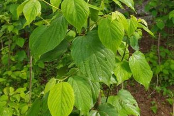 拐枣树的种植方法，栽培初期每个季节追施一次肥料