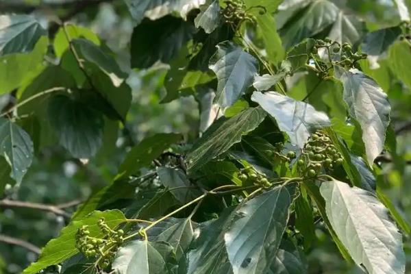 拐枣树的种植方法，栽培初期每个季节追施一次肥料