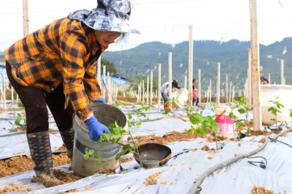 百香果施什么肥，定植后可以施用高氮水溶肥或是尿素