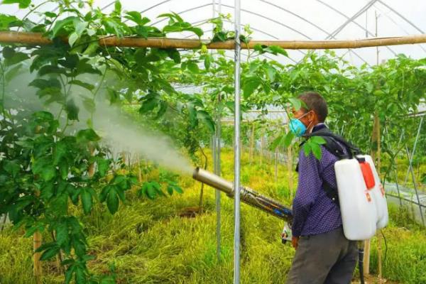 百香果施什么肥，定植后可以施用高氮水溶肥或是尿素