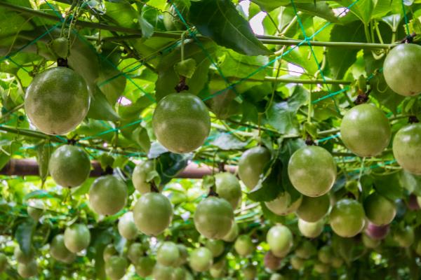 百香果施什么肥，定植后可以施用高氮水溶肥或是尿素