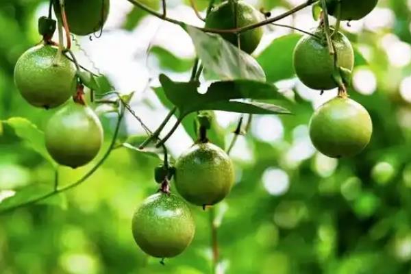 百香果施什么肥，定植后可以施用高氮水溶肥或是尿素