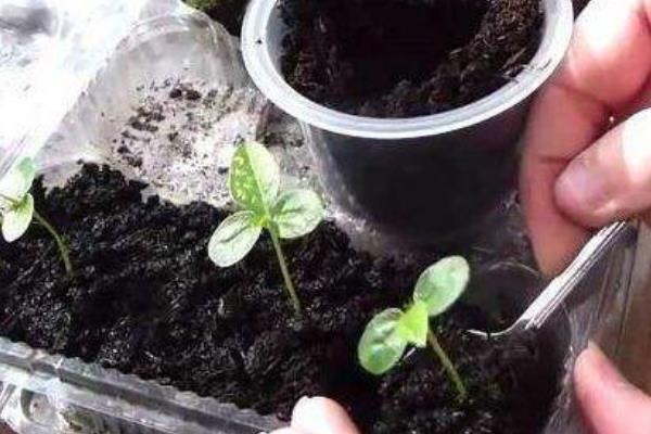 百香果施什么肥，定植后可以施用高氮水溶肥或是尿素