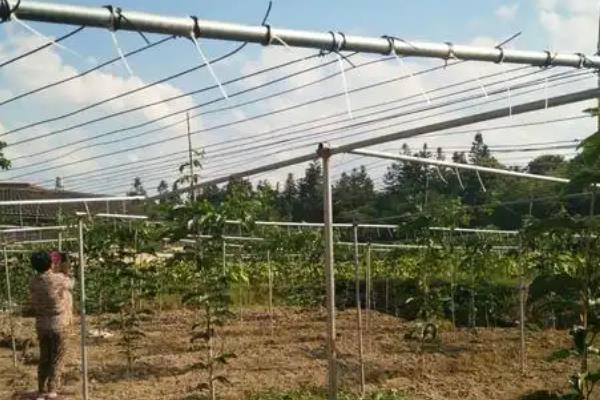 百香果施什么肥，定植后可以施用高氮水溶肥或是尿素