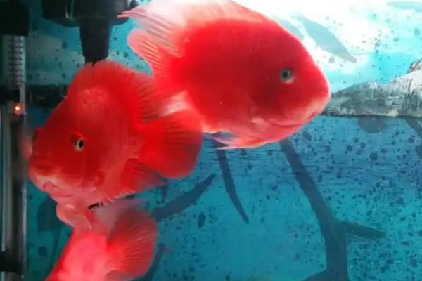 红鹦鹉鱼的饲养数量，取决于体型和容器的大小