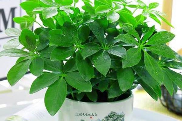 七叶莲放室内对人有没有害，放室内对人没有害