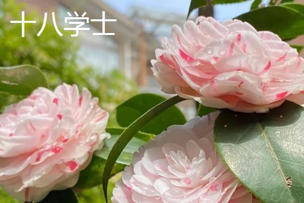 茶花的品种有哪些，常见十八学士、大玛瑙等种类
