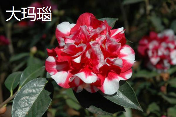 茶花的品种有哪些，常见十八学士、大玛瑙等种类