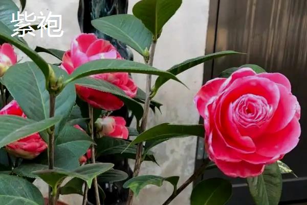 茶花的品种有哪些，常见十八学士、大玛瑙等种类