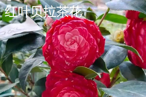 茶花的品种有哪些，常见十八学士、大玛瑙等种类