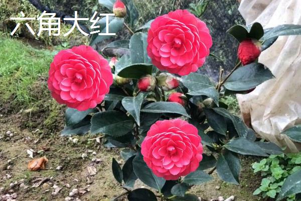 茶花的品种有哪些，常见十八学士、大玛瑙等种类