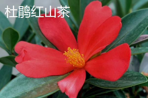 茶花的品种有哪些，常见十八学士、大玛瑙等种类