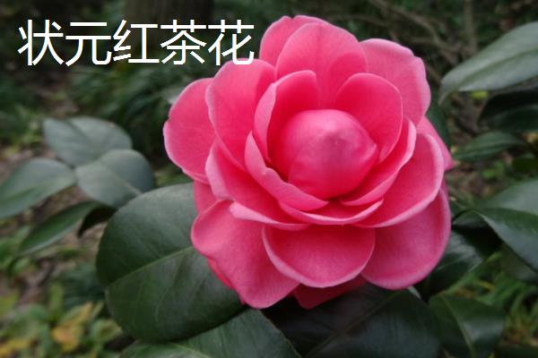 茶花的品种有哪些，常见十八学士、大玛瑙等种类