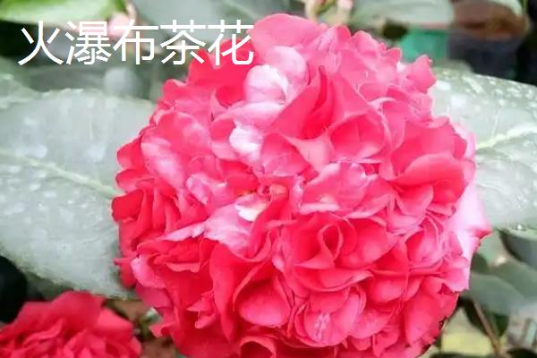 茶花的品种有哪些，常见十八学士、大玛瑙等种类