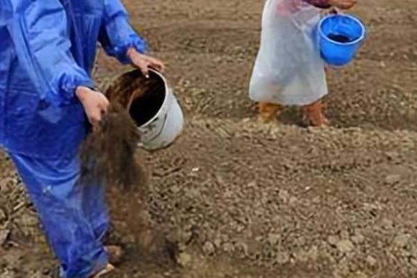 越冬菠菜的施肥方法，施入充足的腐熟农家肥当作基肥