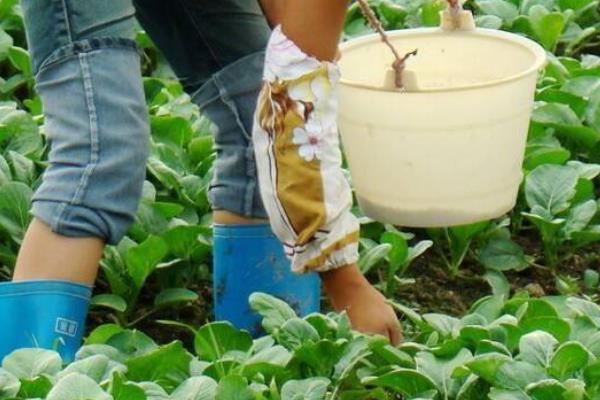 越冬菠菜的施肥方法，施入充足的腐熟农家肥当作基肥
