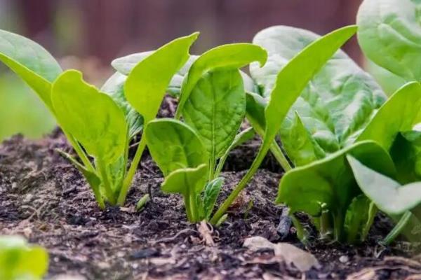 越冬菠菜的施肥方法，施入充足的腐熟农家肥当作基肥