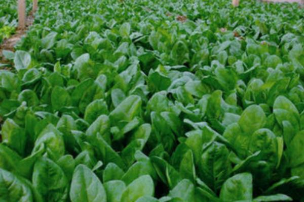 越冬菠菜的施肥方法，施入充足的腐熟农家肥当作基肥