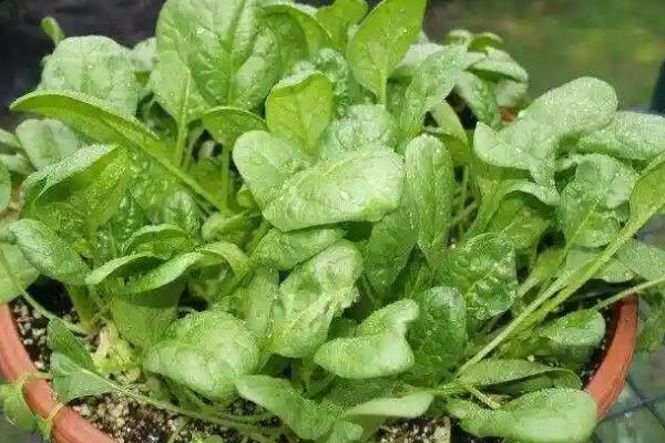 越冬菠菜的施肥方法，施入充足的腐熟农家肥当作基肥