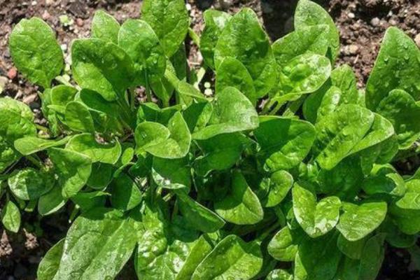 越冬菠菜的施肥方法，施入充足的腐熟农家肥当作基肥