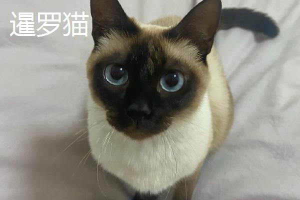 分辨猫咪性格的方法，可根据脸型做出判断