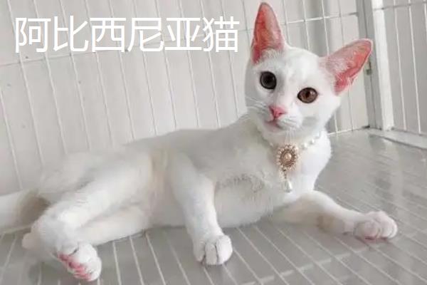 分辨猫咪性格的方法，可根据脸型做出判断