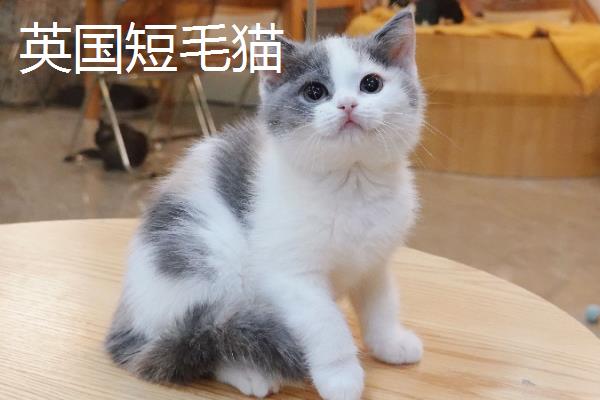 分辨猫咪性格的方法，可根据脸型做出判断