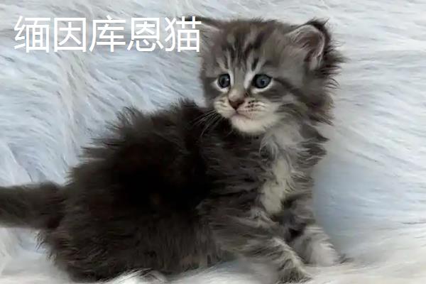 分辨猫咪性格的方法，可根据脸型做出判断
