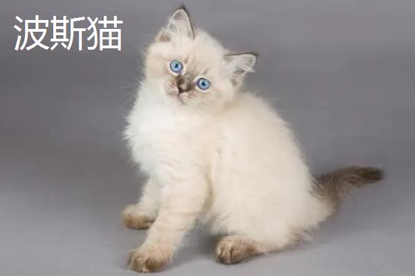 分辨猫咪性格的方法，可根据脸型做出判断