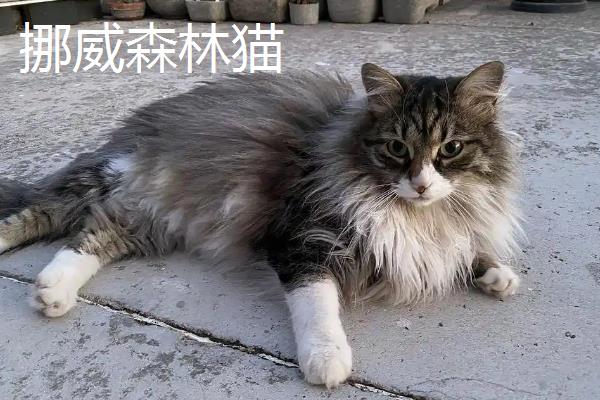 分辨猫咪性格的方法，可根据脸型做出判断