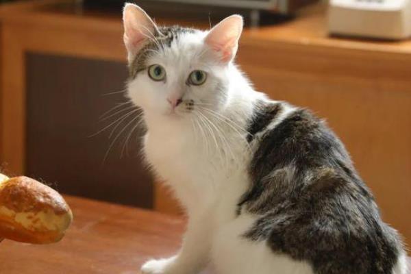 分辨猫咪性格的方法，可根据脸型做出判断