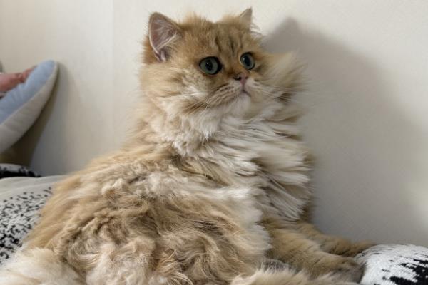 分辨猫咪性格的方法，可根据脸型做出判断