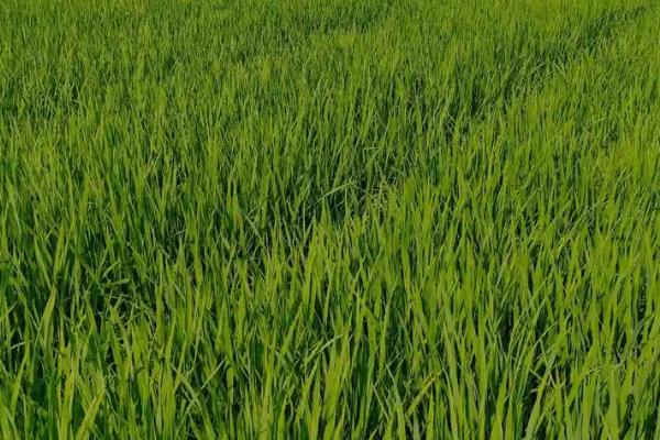 吉农大673水稻的种植要点，一般在每年的5月中旬进行移栽
