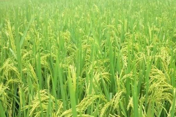 吉农大673水稻的种植要点，一般在每年的5月中旬进行移栽