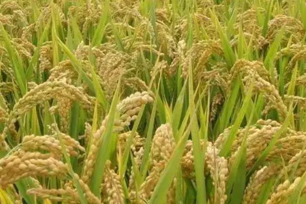吉农大673水稻的种植要点，一般在每年的5月中旬进行移栽