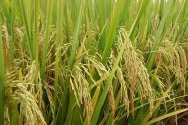 吉农大673水稻的种植要点，一般在每年的5月中旬进行移栽