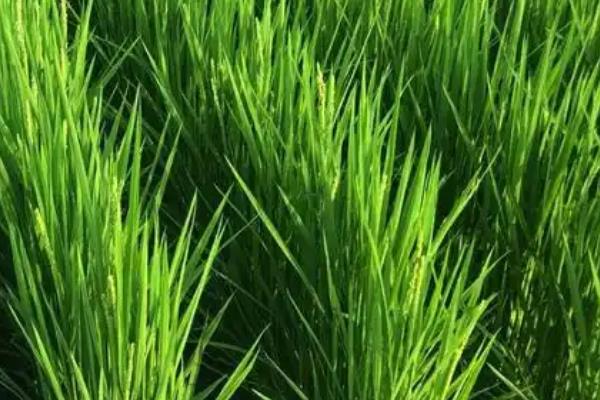吉农大673水稻的种植要点，一般在每年的5月中旬进行移栽