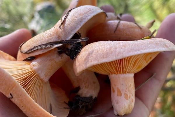 枞树菌在哪里生长，枞树林中比较多