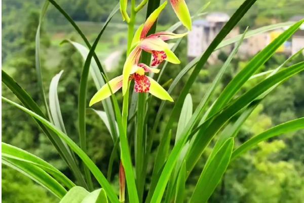 兰花的别称，别称有九畹、兰草、中国兰