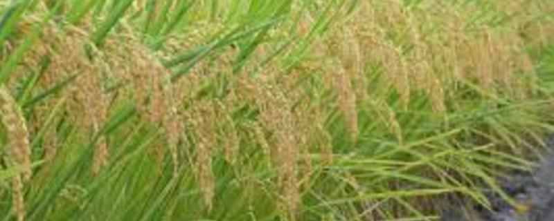 吉农大673水稻的种植要点，一般在每年的5月中旬进行移栽
