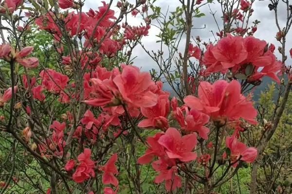 立秋后能否栽活映山红下山桩，此时栽种可促进发育提高成活率